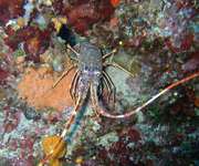 scuba diving trips